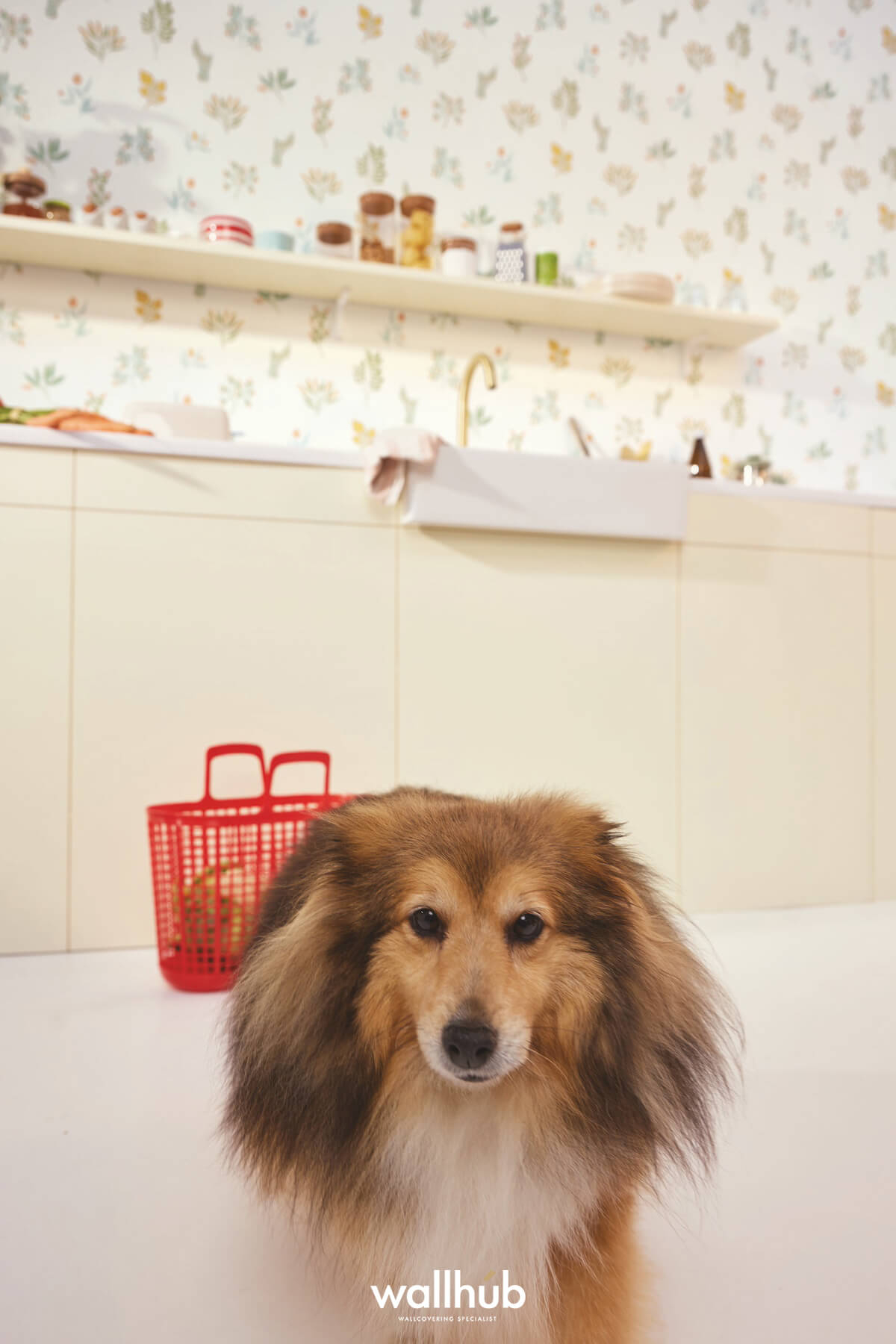 Wallhub Caselio Greenlife_II_DOG_LUCK_MULTICO_105370251